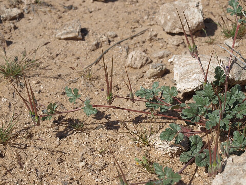 Erodium texanum (Texas stork's bill) (alternate view 8)