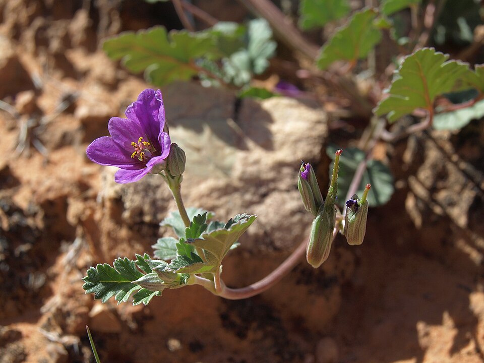 Erodium texanum (Texas stork's bill) (alternate view 9)
