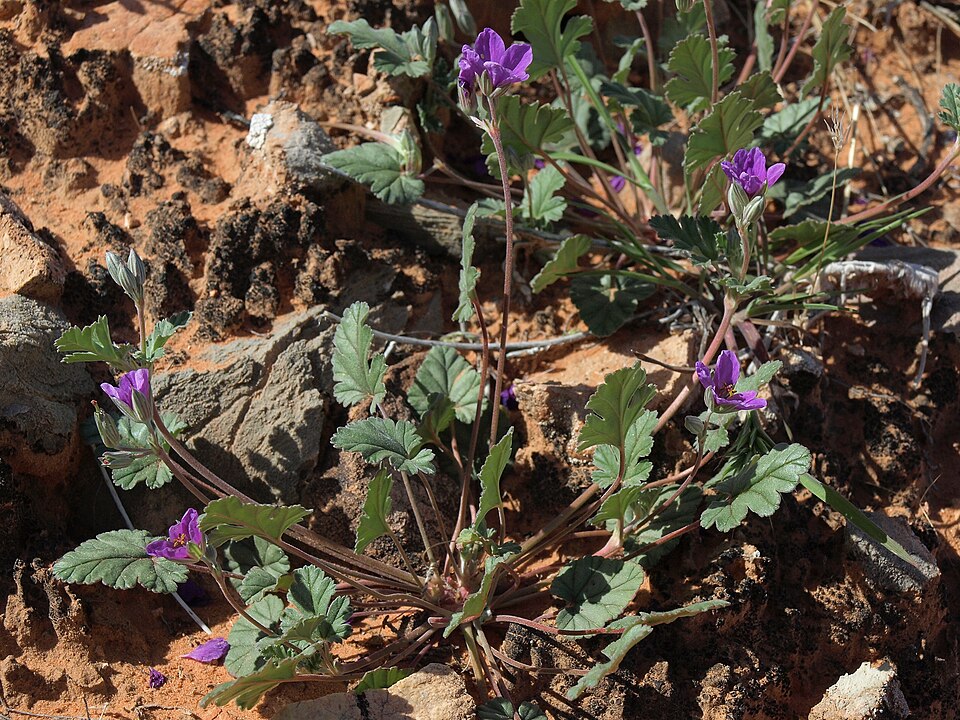 Erodium texanum (Texas stork's bill) (alternate view 10)