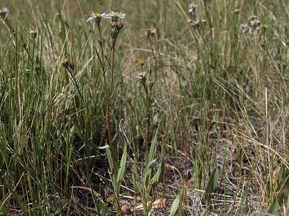 Symphyotrichum spathulatum (Western Mountain Aster) (alternate view 10)