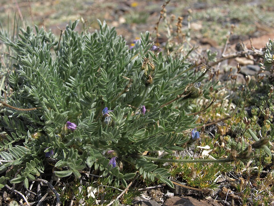 Oxytropis (Locoweed)