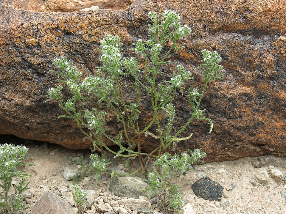 Johnstonella angustifolia (narrow-leaved cryptantha) (alternate view 8)