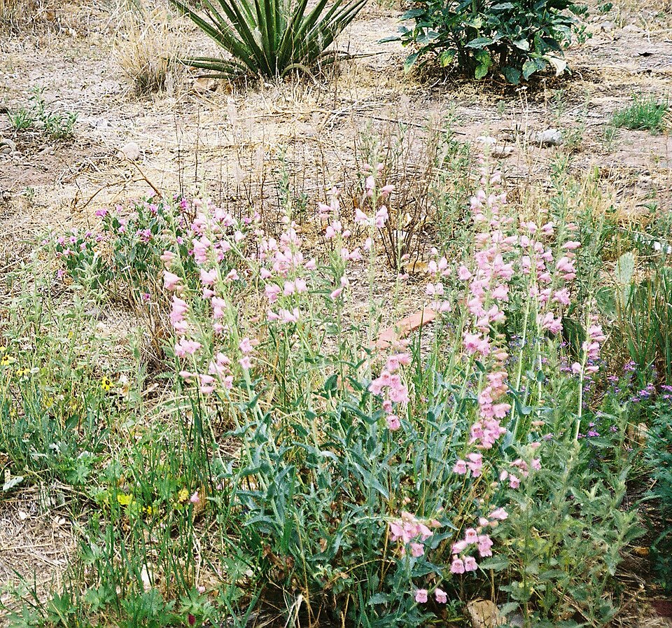 Glandularia bipinnatifida (Dakota mock vervain)
