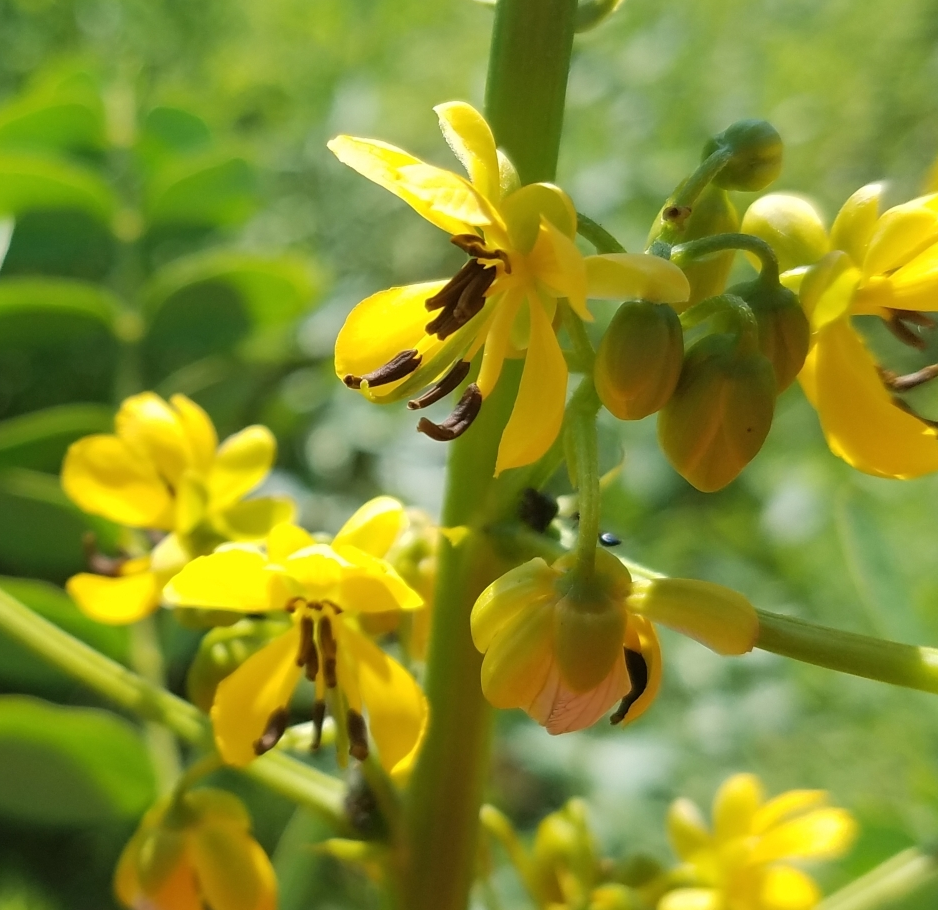 Senna marilandica (Maryland senna) (alternate view 5)