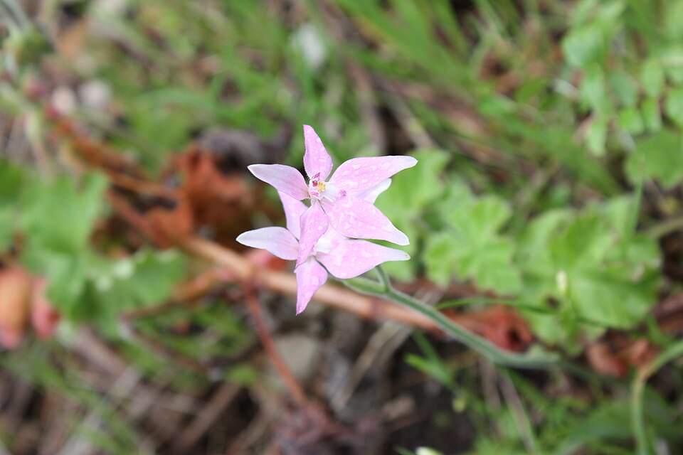 Caladenia latifolia (Pink Fairies) (alternate view 8)