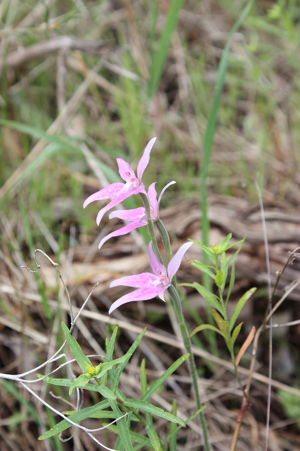 Caladenia latifolia (Pink Fairies) (alternate view 9)