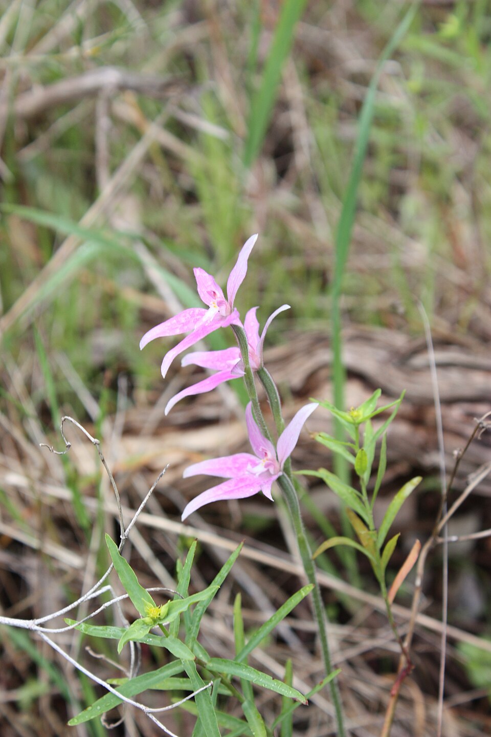Caladenia latifolia (Pink Fairies) (alternate view 10)