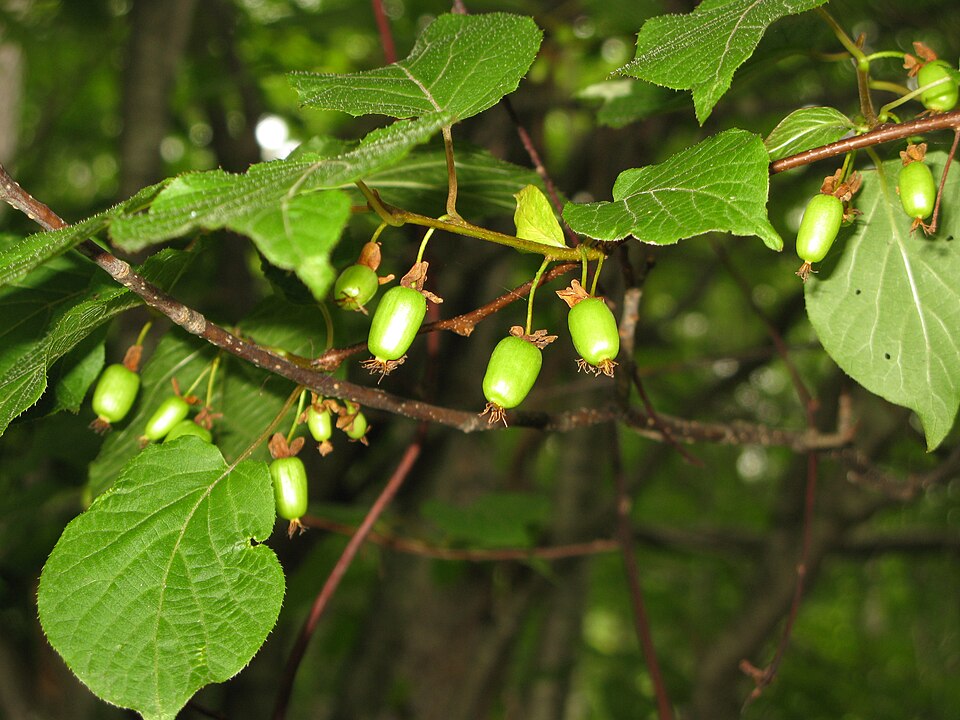 Actinidia kolomikta (same) (alternate view 4)