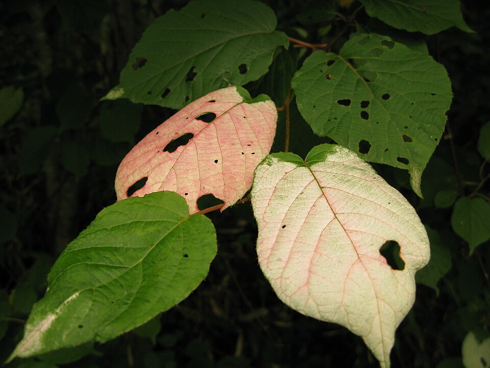 Actinidia kolomikta (same) (alternate view 5)