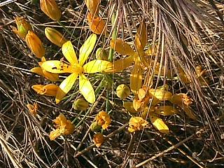 Bloomeria crocea (goldenstar)