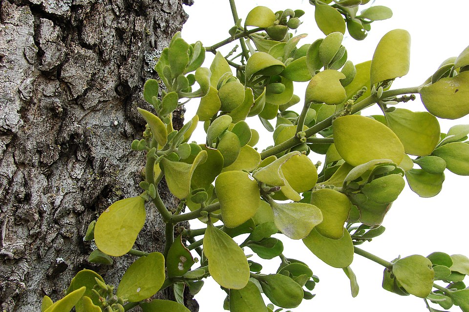 Phoradendron leucarpum (American Mistletoe) (alternate view 9)