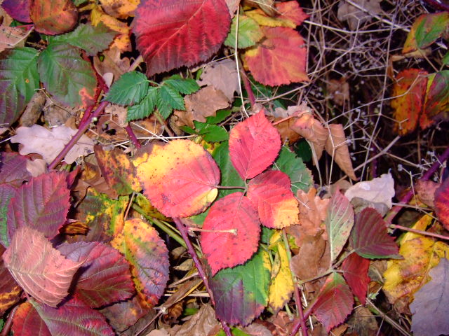 Rubus caesius (European dewberry)