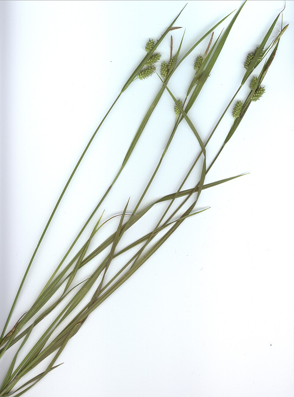 Carex pallescens (pale sedge) (alternate view 6)