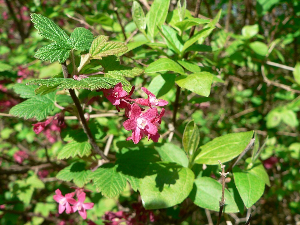 Ribes sanguineum (red flowering currant) (alternate view 4)
