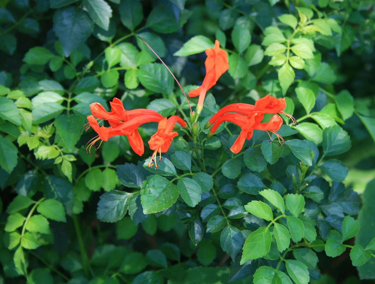 Tecoma capensis (Cape Honeysuckle)