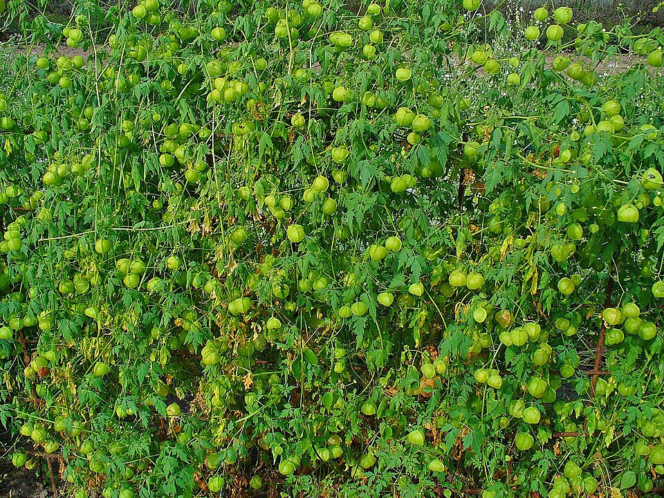 Cardiospermum halicacabum (Lesser Balloon Vine) (alternate view 7)