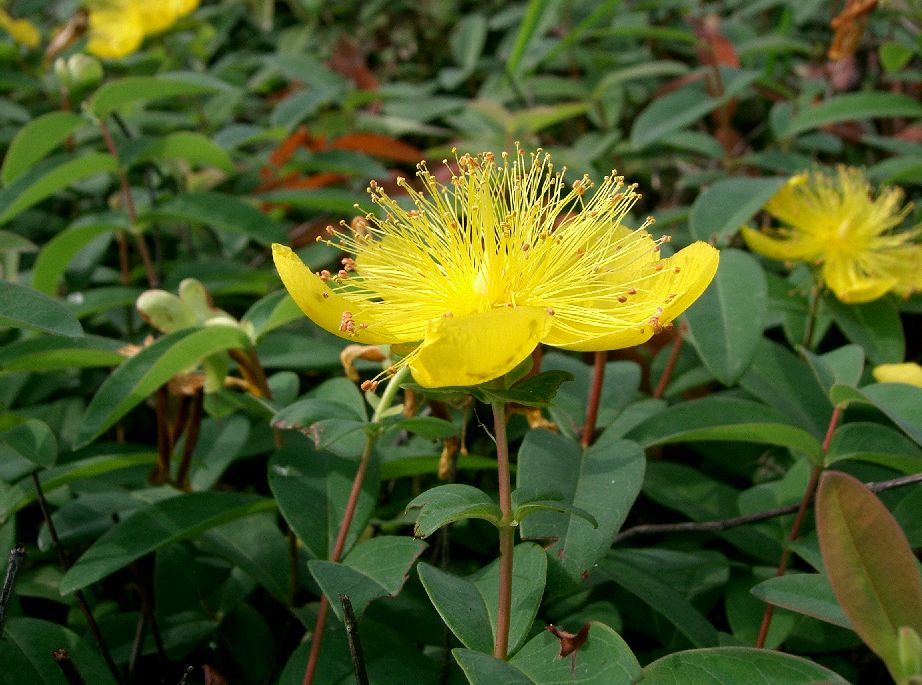 Hypericum monogynum, Chinese St John's wort — mounding semi-evergreen (Hypericaceae) (image 3 of 10)
