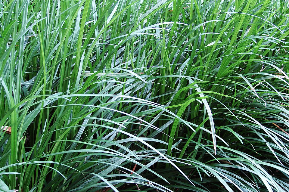 Ophiopogon japonicus (Mondo Grass) (alternate view 6)