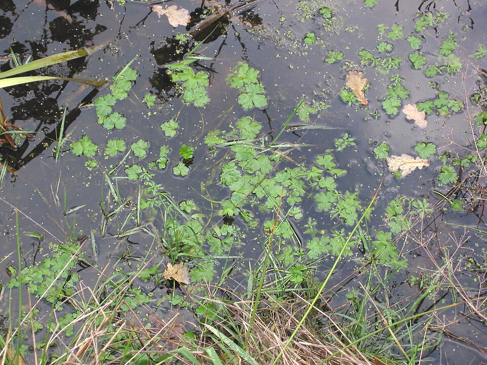 Ranunculus sceleratus (cursed crowfoot)