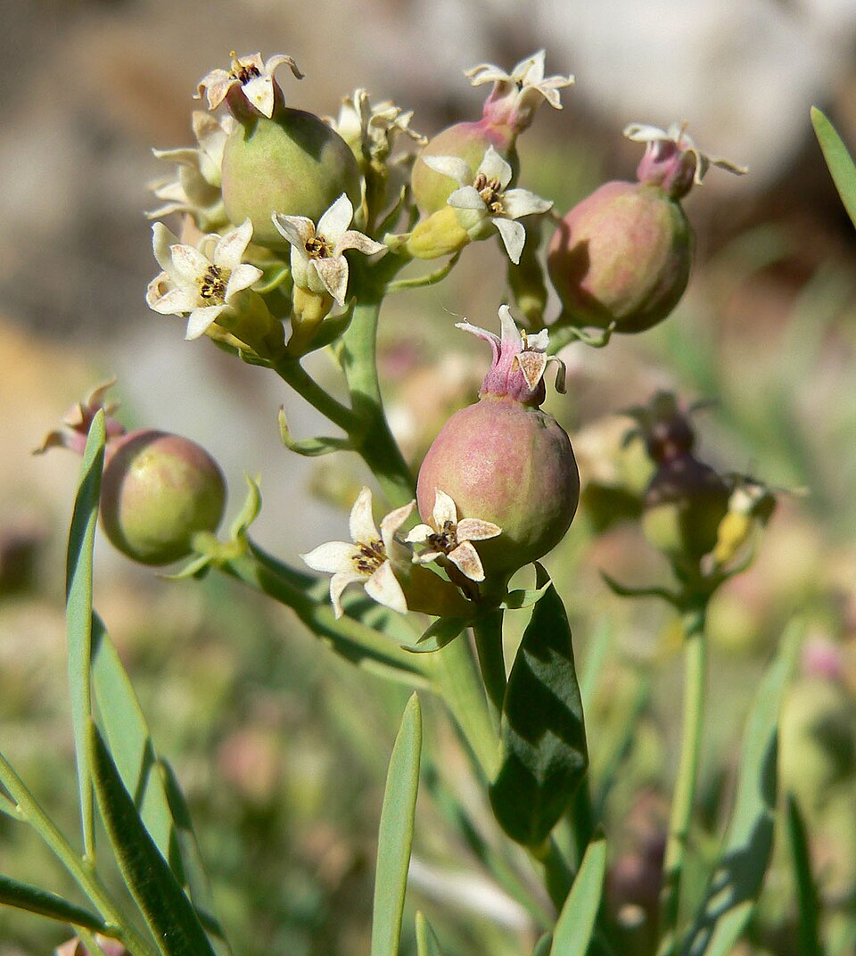 Comandra umbellata (bastard toadflax) (alternate view 3)