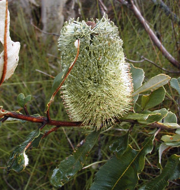 Banksia oblongifolia (Rusty Banksia) (alternate view 6)