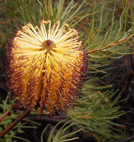 Banksia spinulosa (Hairpin Banksia) (alternate view 3)