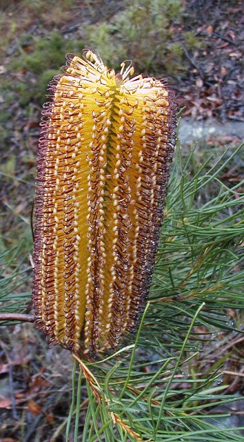 Banksia spinulosa (Hairpin Banksia) (alternate view 4)