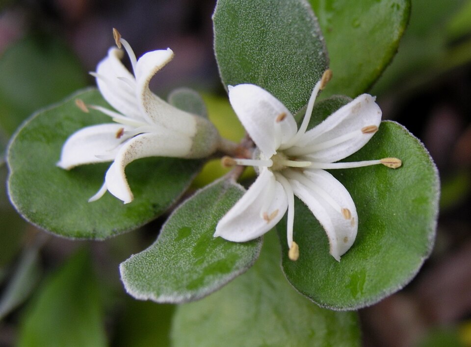 Correa alba (White Correa) (alternate view 6)