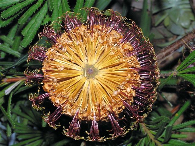 Banksia spinulosa (Hairpin Banksia) (alternate view 5)