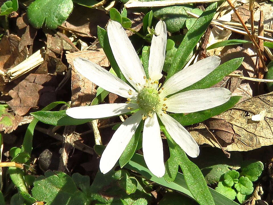 Anemone berlandieri (Tenpetal Anemone) (alternate view 2)