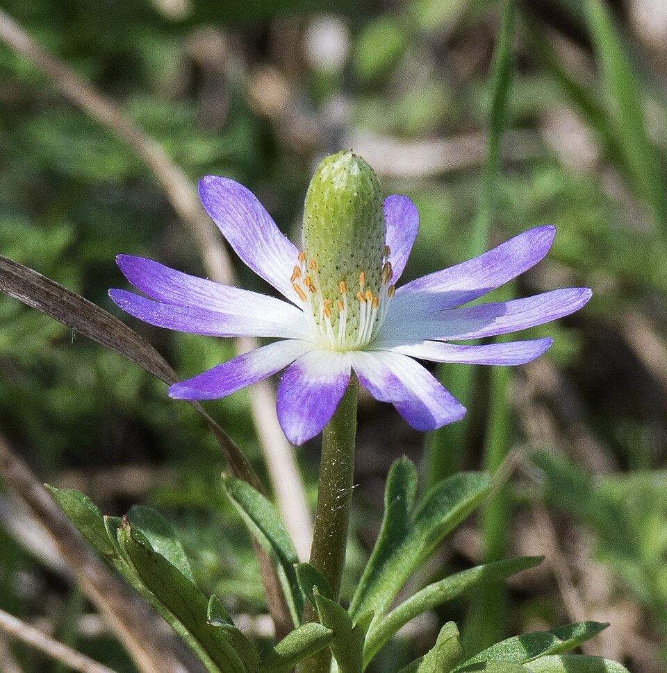 Anemone berlandieri (Tenpetal Anemone) (alternate view 3)
