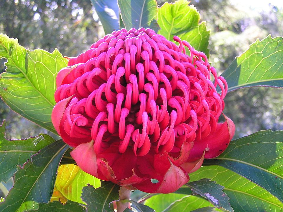 Telopea speciosissima (Waratah) (alternate view 6)