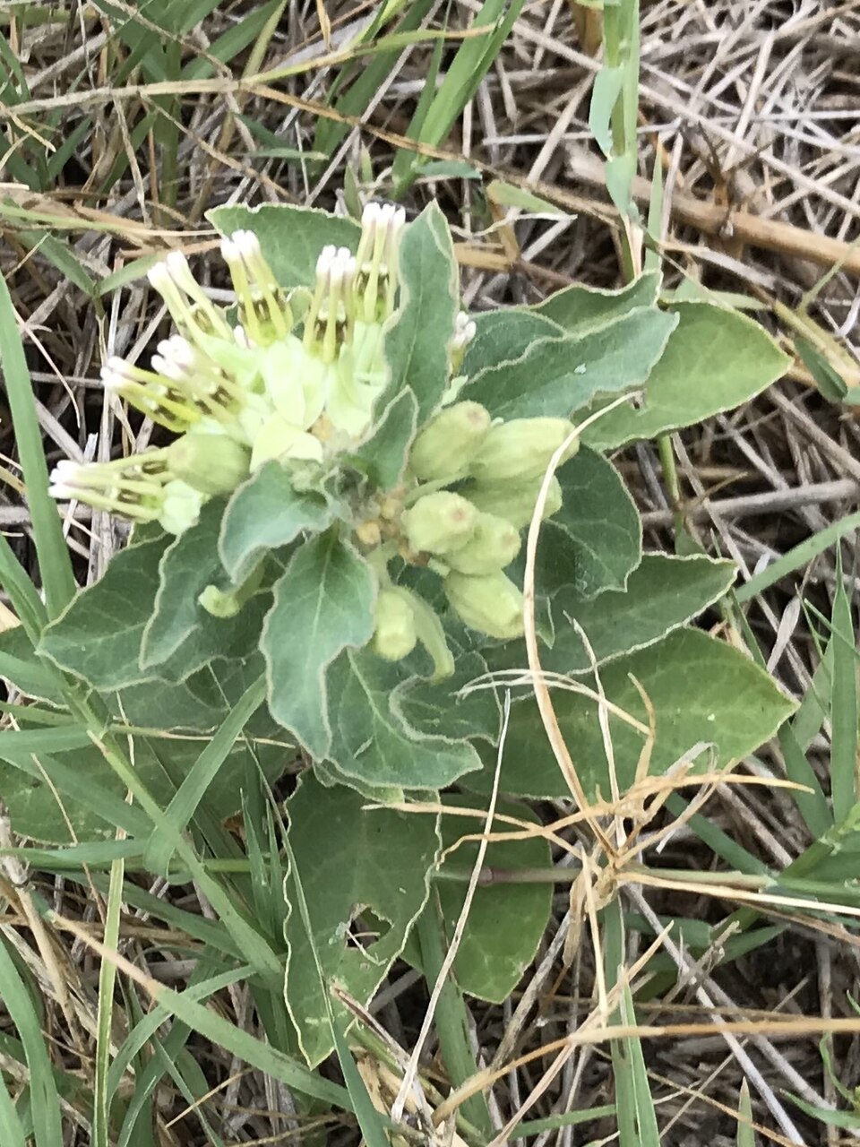 Asclepias oenotheroides (Zizotes milkweed) (alternate view 6)