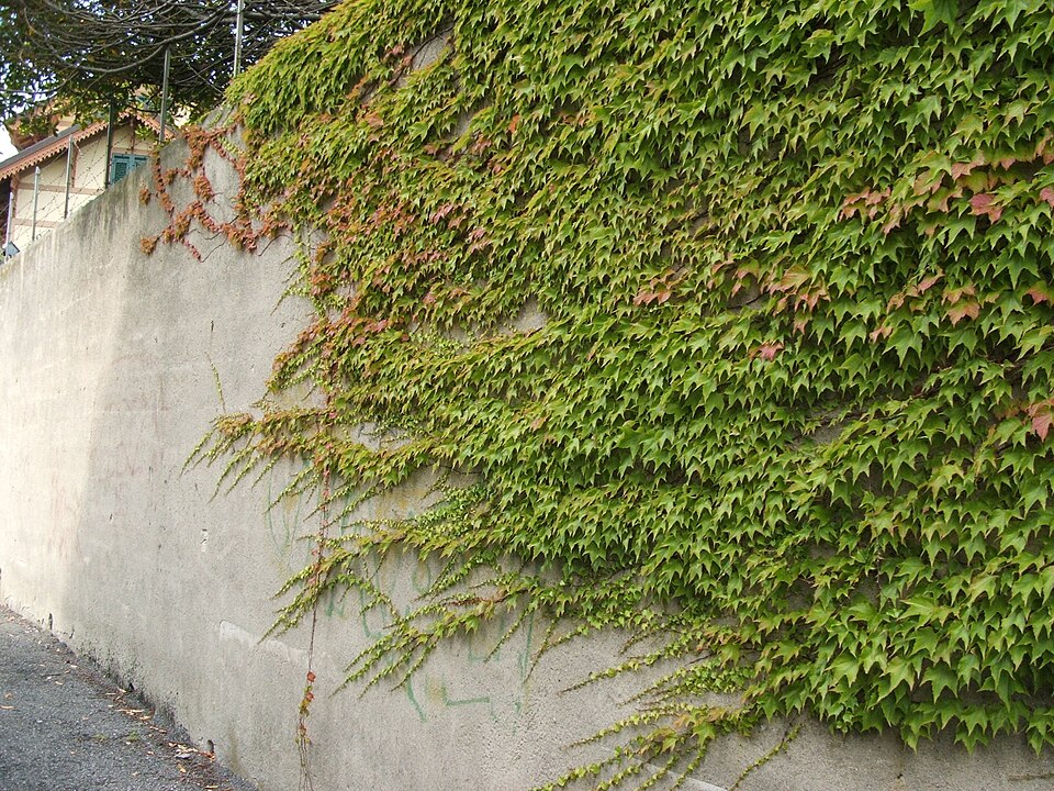 Parthenocissus tricuspidata (Boston ivy) (alternate view 5)