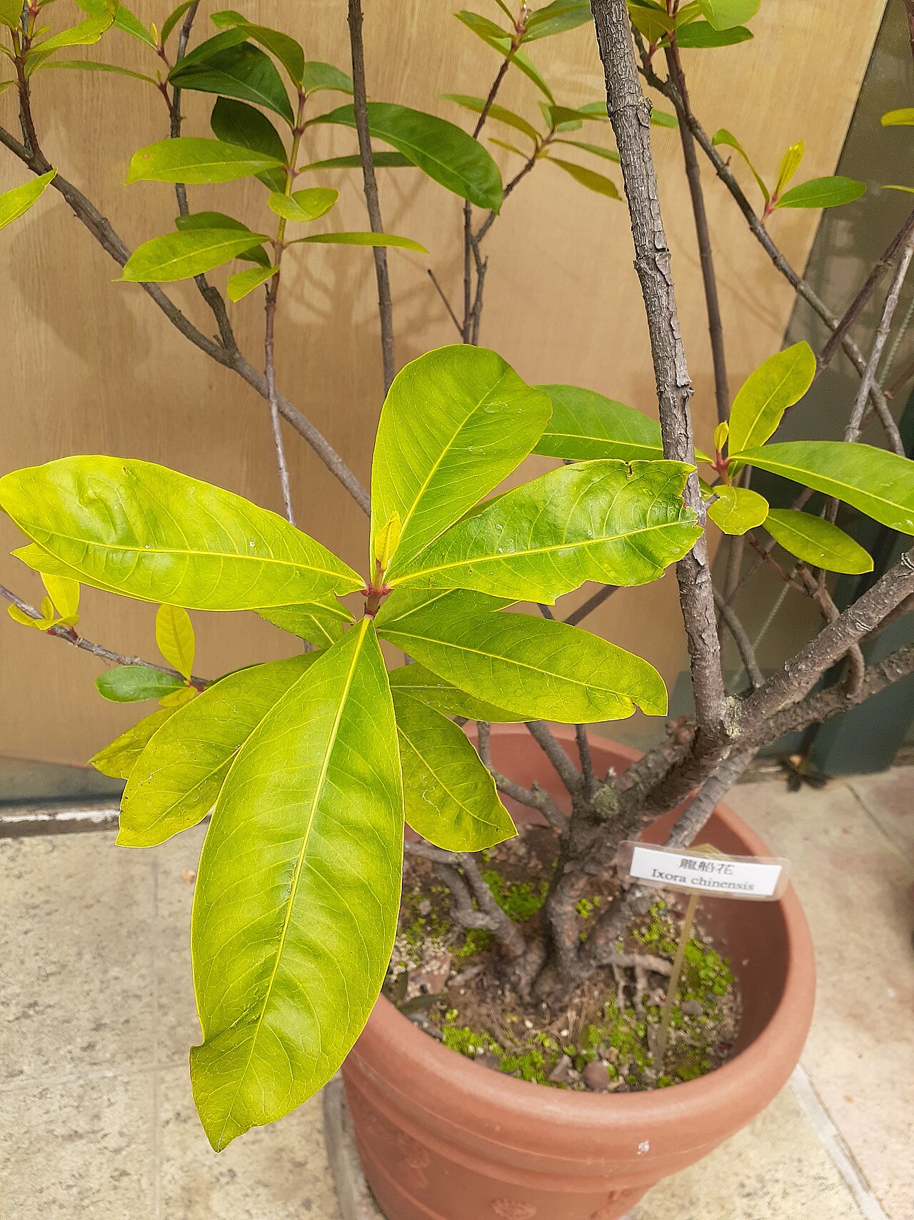 Ixora chinensis, Chinese ixora — upright evergreen (Rubiaceae) (image 6 of 8)