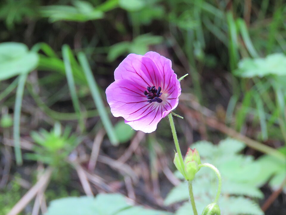 Geranium wallichianum (Purple-vein geranium)