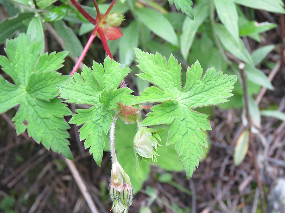 Geranium wallichianum (Purple-vein geranium)