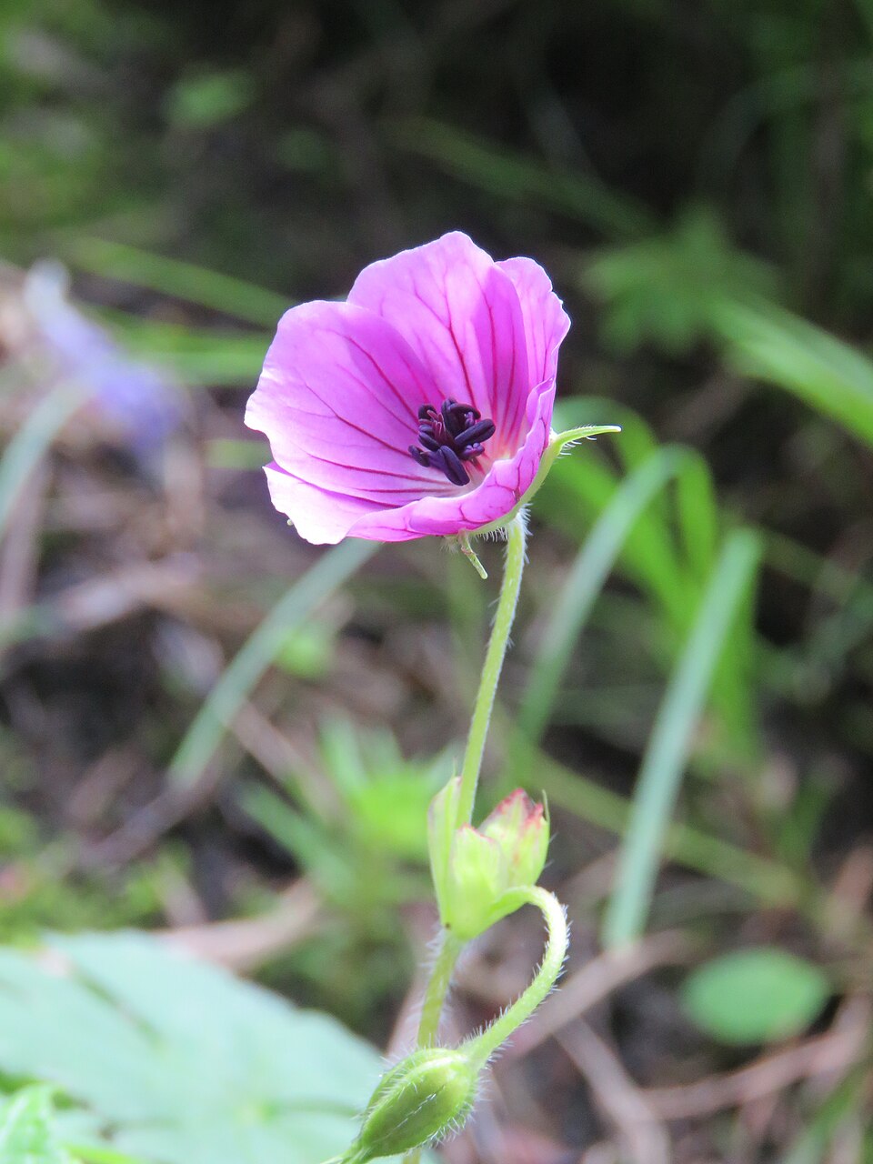 Geranium wallichianum (Purple-vein geranium)