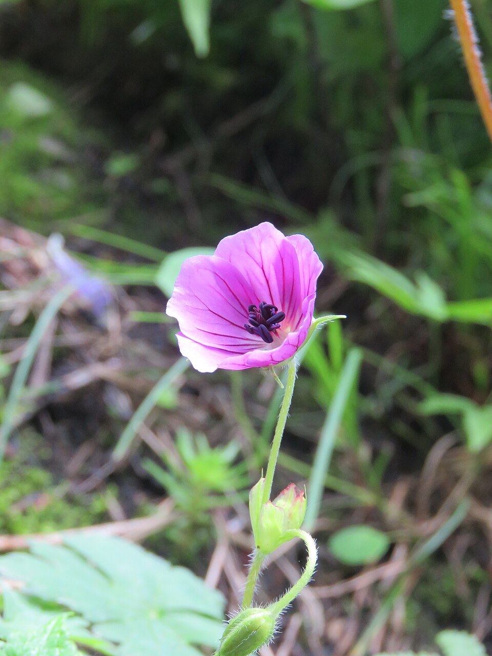 Geranium wallichianum (Purple-vein geranium)
