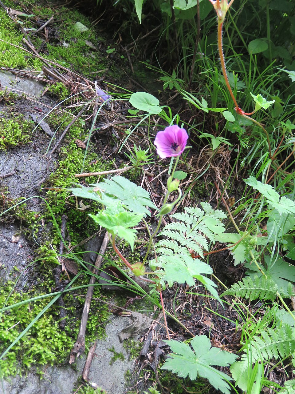 Geranium wallichianum (Purple-vein geranium)