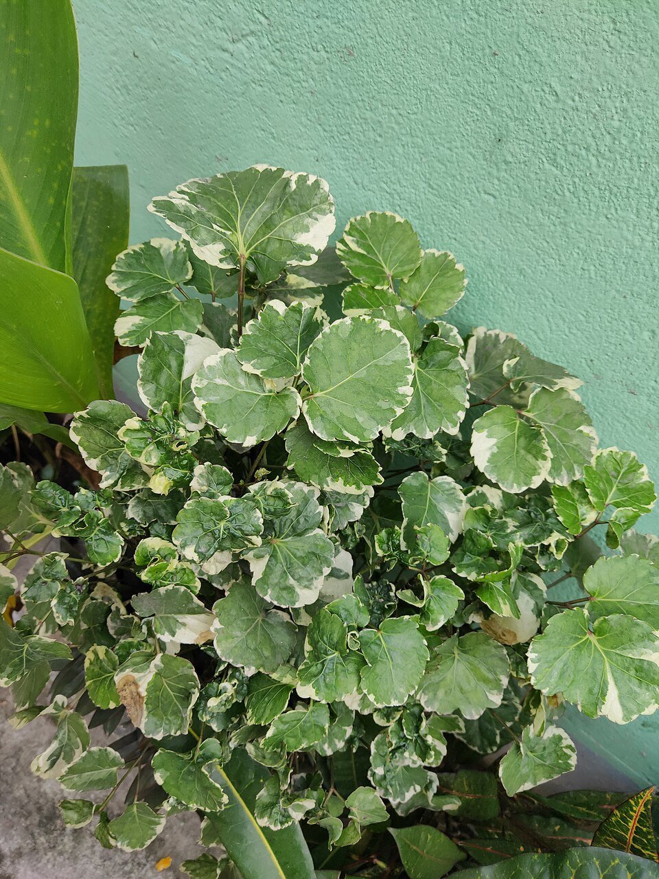 Polyscias (alternate view 2)