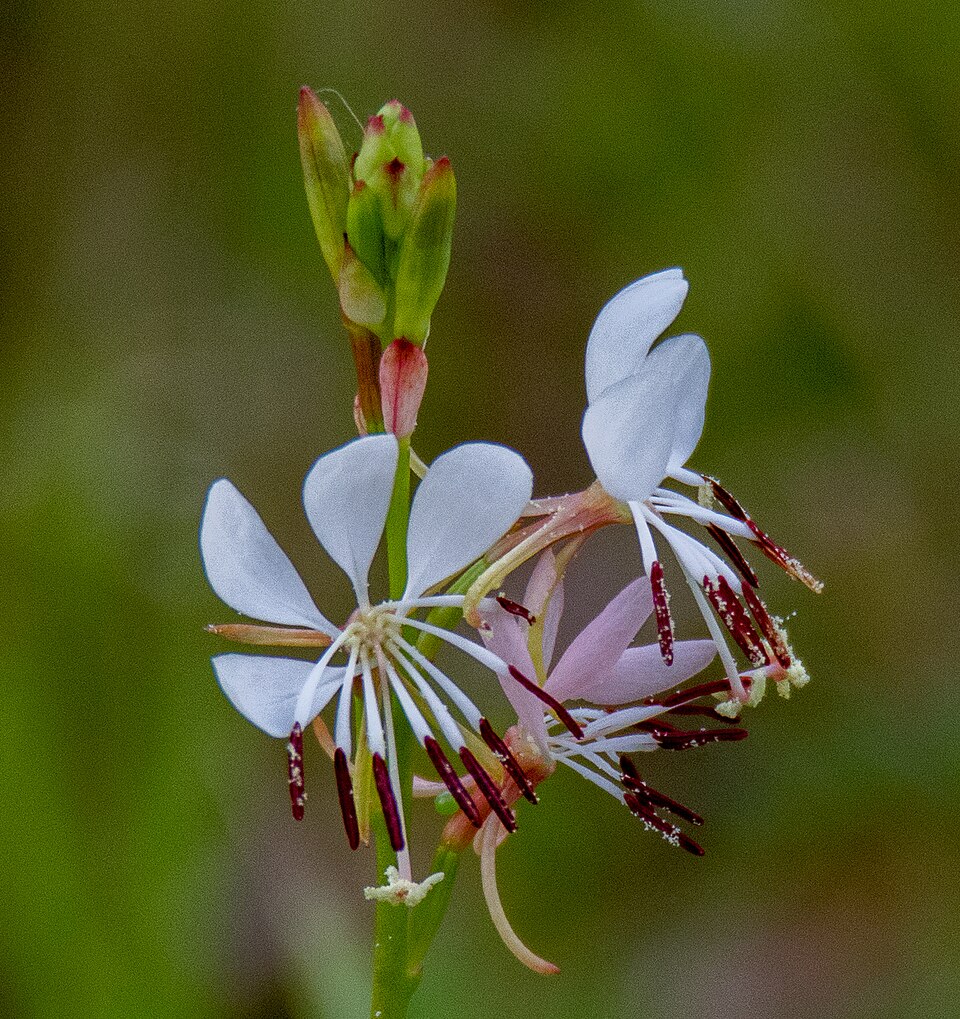 Oenothera suffulta (roadside gaura)