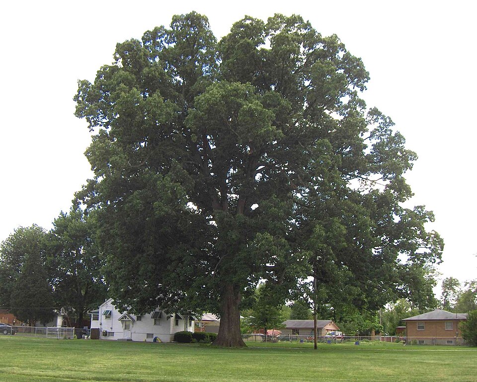 Quercus michauxii (swamp chestnut oak)
