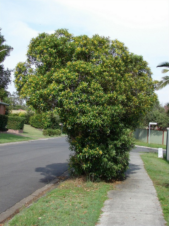 Tristaniopsis laurina (Water Gum) (alternate view 7)