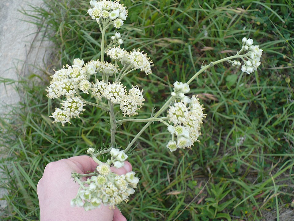 Hymenopappus scabiosaeus (Carolina Woollywhite) (alternate view 6)