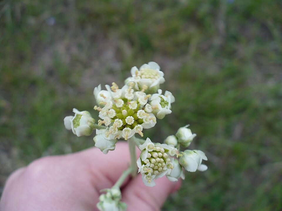 Hymenopappus scabiosaeus (Carolina Woollywhite) (alternate view 7)