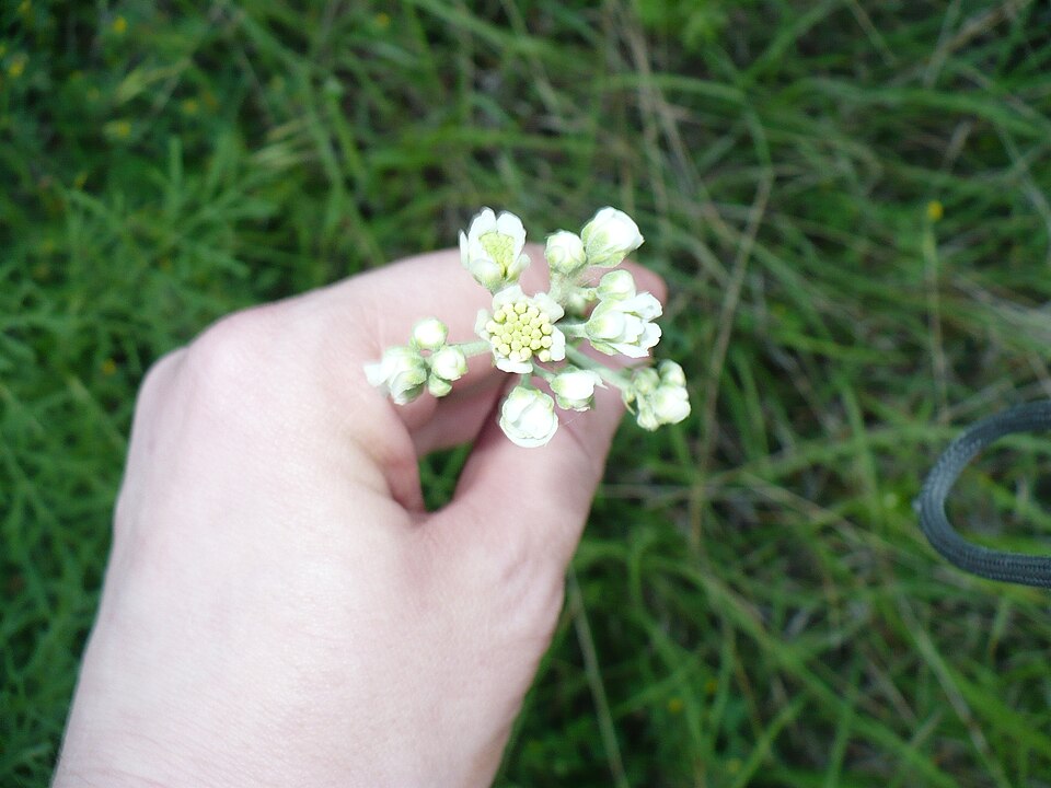 Hymenopappus scabiosaeus (Carolina Woollywhite) (alternate view 8)