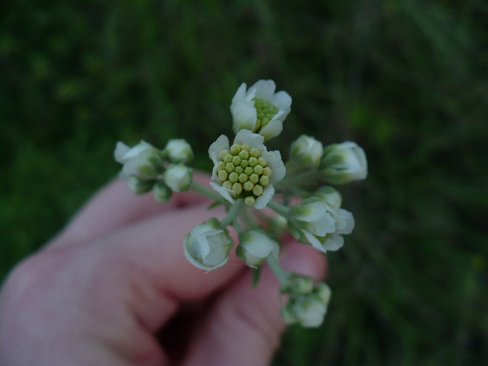 Hymenopappus scabiosaeus (Carolina Woollywhite) (alternate view 9)