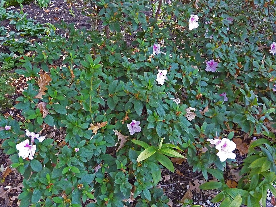 Rhododendron 'Autumn Twist' (Autumn Twist Encore Azalea) (alternate view 2)