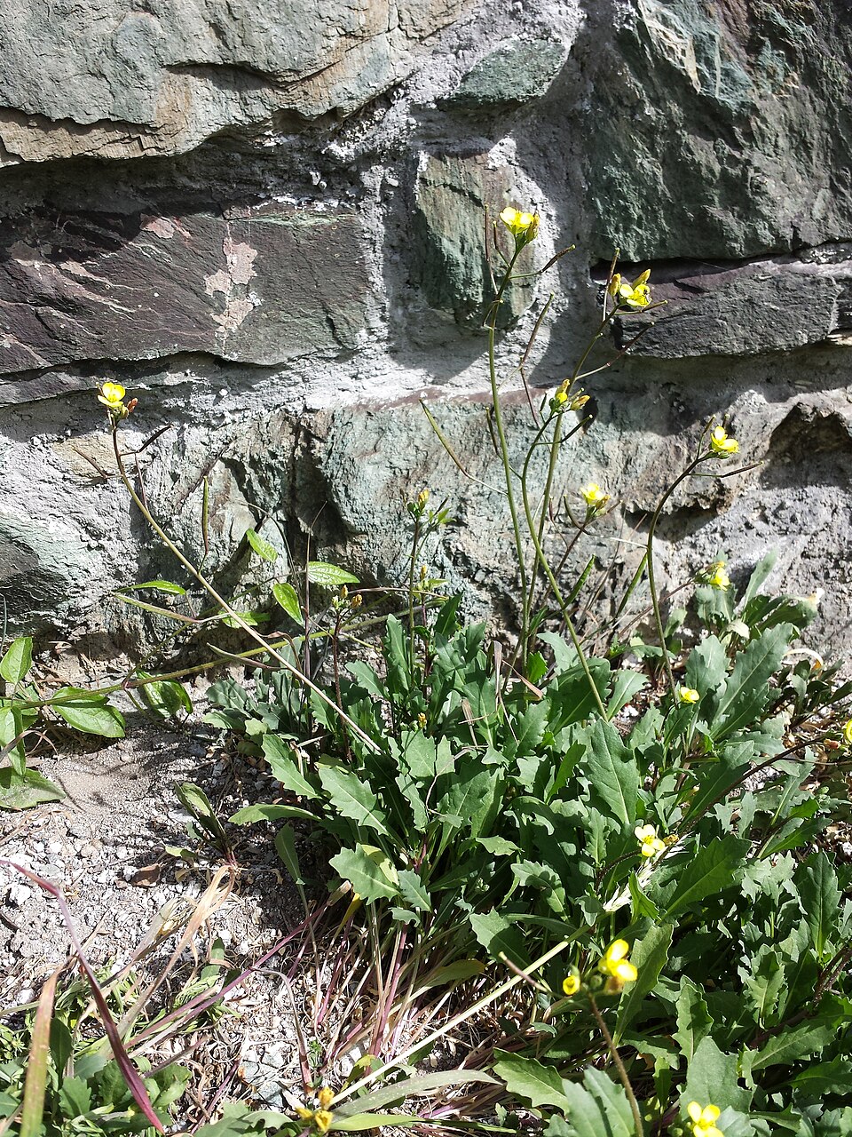 Diplotaxis muralis (annual wall-rocket)